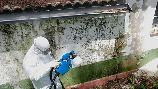 Trusted Black Mold Removal service in Medina, WA - Cheap Mold Removal